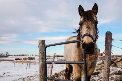 horse with winter coat