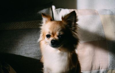 puppy sitting on couch