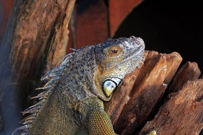 a resting lizard