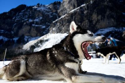 husky resting on snow