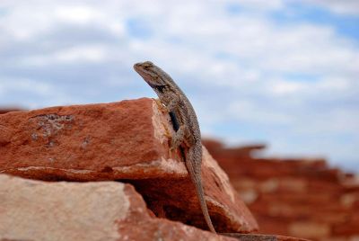 lizard on red rock