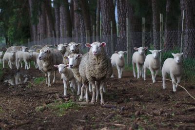 sheep in fenced area