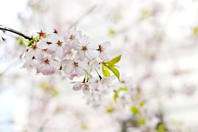 white flower petals