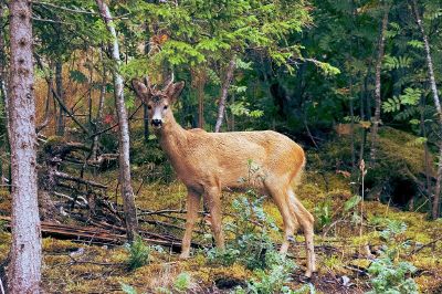 deer in jungle