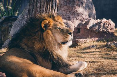 sunning lion