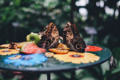 curious butterflies