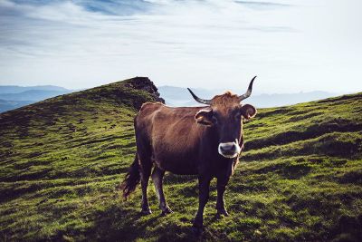 bull standing on grass