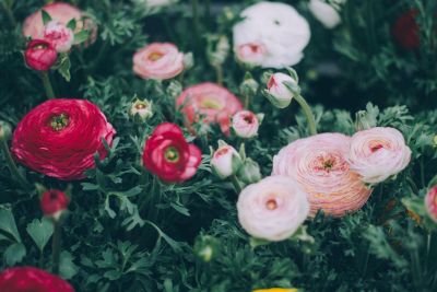 small buds and flowers in the gardening