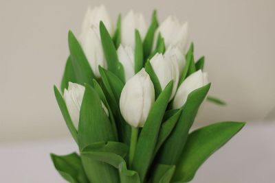 unopened white tulips