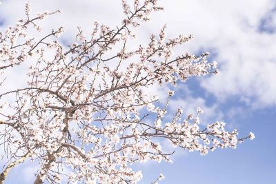 cherry blossom tree against sky