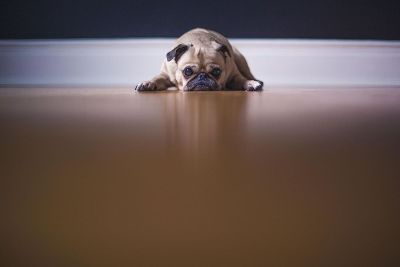 pug lying on floor