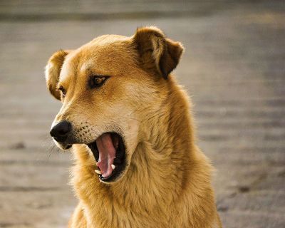 dog yawning