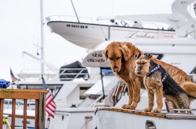 dogs on the wharf