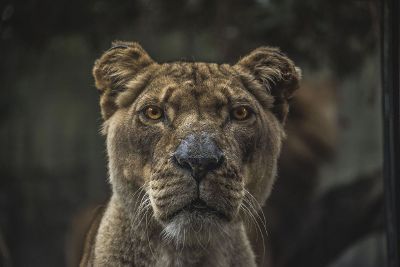 curious young lion