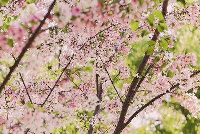 amazing pink flowers