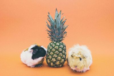 guinea pigs by a pineapple