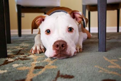 pitbull laying down