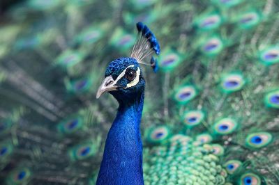 colorful peafowl