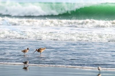 birds in the water