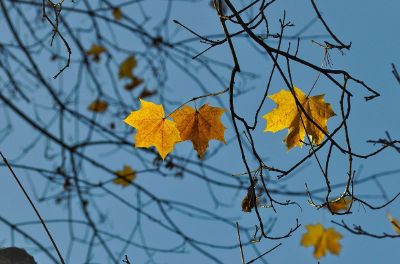 leaves changing for fall