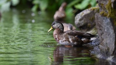 duck near water
