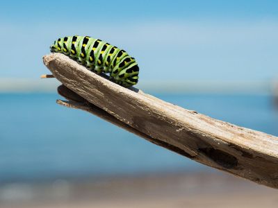 colored caterpillar