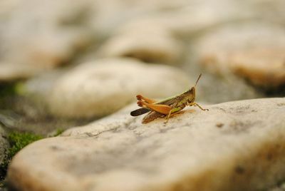 a grasshopper sitting on a rock