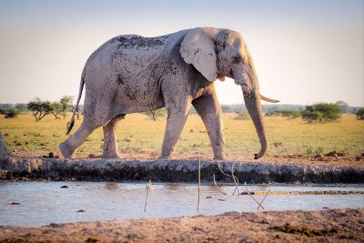 lonely elephant