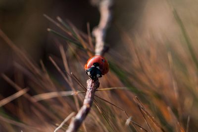 ladybug on branch