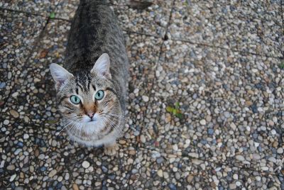 tabby cat looking up