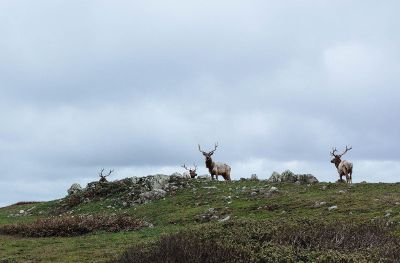 elk on grass