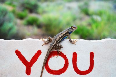 lizard on a wall