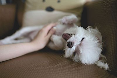 petting a puppy