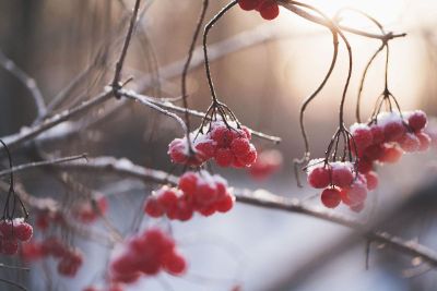 berrys lasting into winter