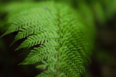 fern close up