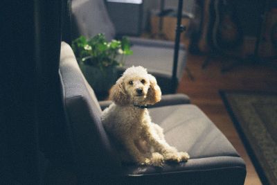 golden poodle at home