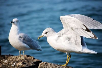 seagull family