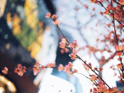 flowering tree