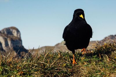 black bird on the grass