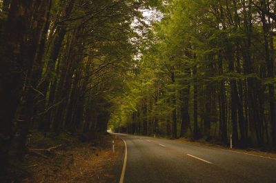 lonely forest road