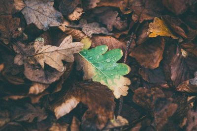 dry leaves with droplets