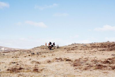 horses in the desert
