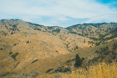 trees on a mountain