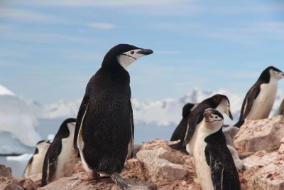 penguins on rocks