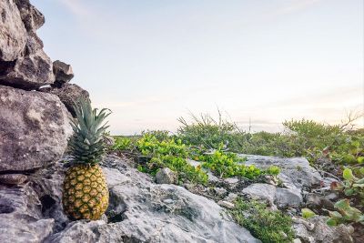 pineapple on a rock