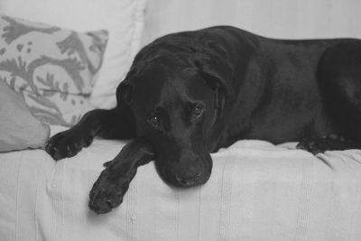 black dog resting
