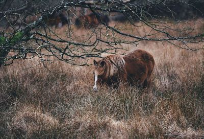 horse in the wild