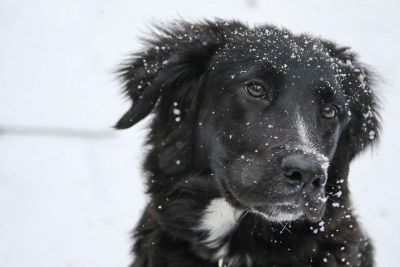 snow dog