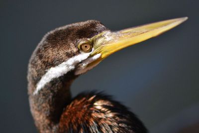 a bird with a long beak