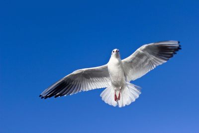 a bird flying in blue sky